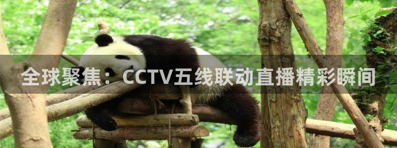 919直播看球下载：全球聚焦：CCTV五线联动直播精彩瞬间